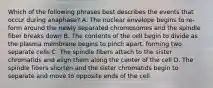 Which of the following phrases best describes the events that occur during anaphase? A. The nuclear envelope begins to re-form around the newly separated chromosomes and the spindle fiber breaks down B. The contents of the cell begin to divide as the plasma membrane begins to pinch apart, forming two separate cells C. The spindle fibers attach to the sister chromatids and align them along the center of the cell D. The spindle fibers shorten and the sister chromatids begin to separate and move to opposite ends of the cell