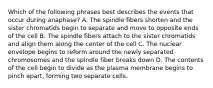 Which of the following phrases best describes the events that occur during anaphase? A. The spindle fibers shorten and the sister chromatids begin to separate and move to opposite ends of the cell B. The spindle fibers attach to the sister chromatids and align them along the center of the cell C. The nuclear envelope begins to reform around the newly separated chromosomes and the spindle fiber breaks down D. The contents of the cell begin to divide as the plasma membrane begins to pinch apart, forming two separate cells.