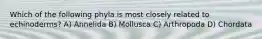 Which of the following phyla is most closely related to echinoderms? A) Annelida B) Mollusca C) Arthropoda D) Chordata