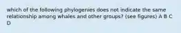 which of the following phylogenies does not indicate the same relationship among whales and other groups? (see figures) A B C D