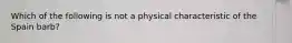 Which of the following is not a physical characteristic of the Spain barb?