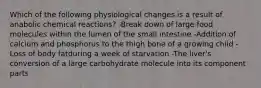 Which of the following physiological changes is a result of anabolic chemical reactions? -Break down of large food molecules within the lumen of the small intestine -Addition of calcium and phosphorus to the thigh bone of a growing child -Loss of body fatduring a week of starvation -The liver's conversion of a large carbohydrate molecule into its component parts