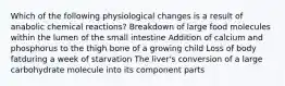 Which of the following physiological changes is a result of anabolic chemical reactions? Breakdown of large food molecules within the lumen of the small intestine Addition of calcium and phosphorus to the thigh bone of a growing child Loss of body fatduring a week of starvation The liver's conversion of a large carbohydrate molecule into its component parts