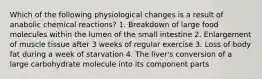 Which of the following physiological changes is a result of anabolic chemical reactions? 1. Breakdown of large food molecules within the lumen of the small intestine 2. Enlargement of muscle tissue after 3 weeks of regular exercise 3. Loss of body fat during a week of starvation 4. The liver's conversion of a large carbohydrate molecule into its component parts