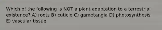 Which of the following is NOT a plant adaptation to a terrestrial existence? A) roots B) cuticle C) gametangia D) photosynthesis E) <a href='https://www.questionai.com/knowledge/k1HVFq17mo-vascular-tissue' class='anchor-knowledge'>vascular tissue</a>