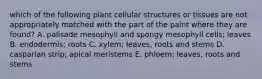 which of the following plant cellular structures or tissues are not appropriately matched with the part of the palnt where they are found? A. palisade mesophyll and spongy mesophyll cells; leaves B. endodermis; roots C. xylem; leaves, roots and stems D. casparian strip; apical meristems E. phloem; leaves, roots and stems