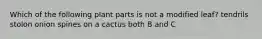 Which of the following plant parts is not a modified leaf? tendrils stolon onion spines on a cactus both B and C