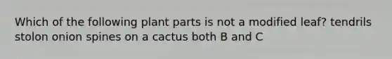 Which of the following plant parts is not a modified leaf? tendrils stolon onion spines on a cactus both B and C