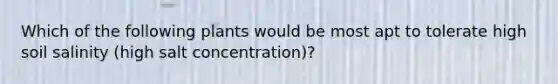 Which of the following plants would be most apt to tolerate high soil salinity (high salt concentration)?