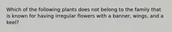 Which of the following plants does not belong to the family that is known for having irregular flowers with a banner, wings, and a keel?