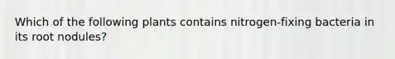 Which of the following plants contains nitrogen-fixing bacteria in its root nodules?