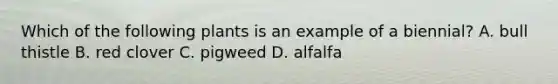 Which of the following plants is an example of a biennial? A. bull thistle B. red clover C. pigweed D. alfalfa