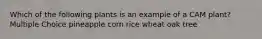 Which of the following plants is an example of a CAM plant? Multiple Choice pineapple corn rice wheat oak tree