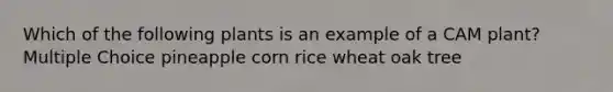 Which of the following plants is an example of a CAM plant? Multiple Choice pineapple corn rice wheat oak tree