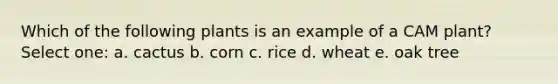 Which of the following plants is an example of a CAM plant? Select one: a. cactus b. corn c. rice d. wheat e. oak tree