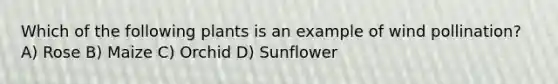 Which of the following plants is an example of wind pollination? A) Rose B) Maize C) Orchid D) Sunflower