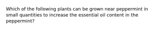 Which of the following plants can be grown near peppermint in small quantities to increase the essential oil content in the peppermint?