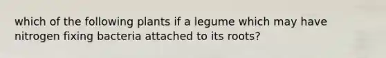 which of the following plants if a legume which may have nitrogen fixing bacteria attached to its roots?