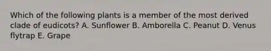 Which of the following plants is a member of the most derived clade of eudicots? A. Sunflower B. Amborella C. Peanut D. Venus flytrap E. Grape