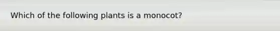 Which of the following plants is a monocot?