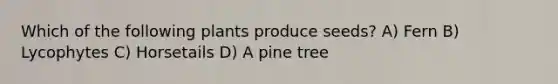 Which of the following plants produce seeds? A) Fern B) Lycophytes C) Horsetails D) A pine tree