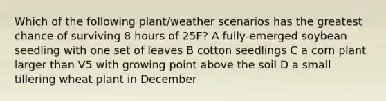 Which of the following plant/weather scenarios has the greatest chance of surviving 8 hours of 25F? A fully-emerged soybean seedling with one set of leaves B cotton seedlings C a corn plant larger than V5 with growing point above the soil D a small tillering wheat plant in December