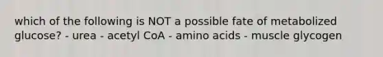 which of the following is NOT a possible fate of metabolized glucose? - urea - acetyl CoA - amino acids - muscle glycogen