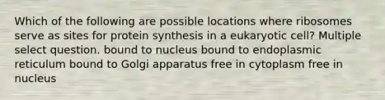 Which of the following are possible locations where ribosomes serve as sites for protein synthesis in a eukaryotic cell? Multiple select question. bound to nucleus bound to endoplasmic reticulum bound to Golgi apparatus free in cytoplasm free in nucleus