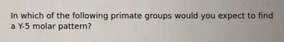 In which of the following primate groups would you expect to find a Y-5 molar pattern?