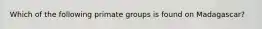 Which of the following primate groups is found on Madagascar?