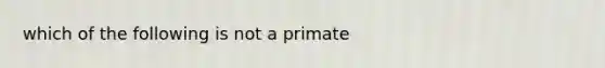 which of the following is not a primate