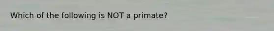 Which of the following is NOT a primate?