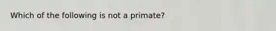 Which of the following is not a primate?