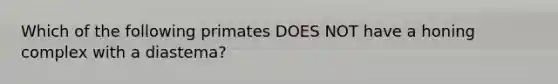 Which of the following primates DOES NOT have a honing complex with a diastema?