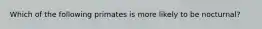 Which of the following primates is more likely to be nocturnal?