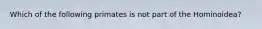 Which of the following primates is not part of the Hominoidea?