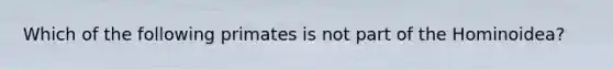 Which of the following primates is not part of the Hominoidea?