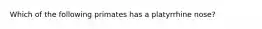 Which of the following primates has a platyrrhine nose?