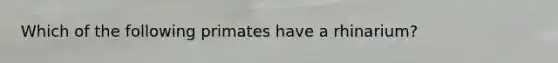 Which of the following primates have a rhinarium?