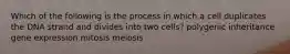 Which of the following is the process in which a cell duplicates the DNA strand and divides into two cells? polygenic inheritance gene expression mitosis meiosis