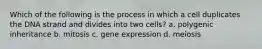 Which of the following is the process in which a cell duplicates the DNA strand and divides into two cells? a. polygenic inheritance b. mitosis c. gene expression d. meiosis