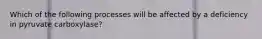 Which of the following processes will be affected by a deficiency in pyruvate carboxylase?