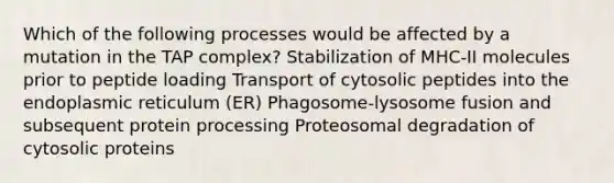 Which of the following processes would be affected by a mutation in the TAP complex? Stabilization of MHC-II molecules prior to peptide loading Transport of cytosolic peptides into the endoplasmic reticulum (ER) Phagosome-lysosome fusion and subsequent protein processing Proteosomal degradation of cytosolic proteins