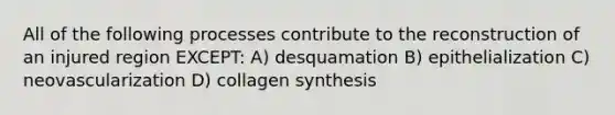 All of the following processes contribute to the reconstruction of an injured region EXCEPT: A) desquamation B) epithelialization C) neovascularization D) collagen synthesis