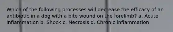 Which of the following processes will decrease the efficacy of an antibiotic in a dog with a bite wound on the forelimb? a. Acute inflammation b. Shock c. Necrosis d. Chronic inflammation