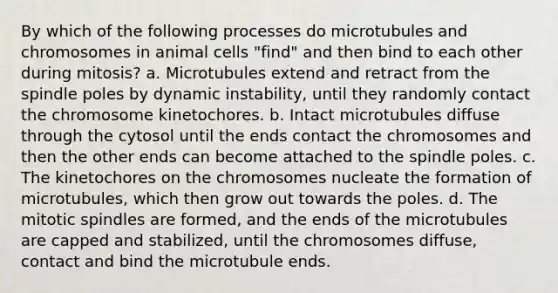 By which of the following processes do microtubules and chromosomes in animal cells "find" and then bind to each other during mitosis? a. Microtubules extend and retract from the spindle poles by dynamic instability, until they randomly contact the chromosome kinetochores. b. Intact microtubules diffuse through the cytosol until the ends contact the chromosomes and then the other ends can become attached to the spindle poles. c. The kinetochores on the chromosomes nucleate the formation of microtubules, which then grow out towards the poles. d. The mitotic spindles are formed, and the ends of the microtubules are capped and stabilized, until the chromosomes diffuse, contact and bind the microtubule ends.