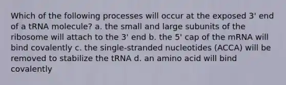 Which of the following processes will occur at the exposed 3' end of a tRNA molecule? a. the small and large subunits of the ribosome will attach to the 3' end b. the 5' cap of the mRNA will bind covalently c. the single-stranded nucleotides (ACCA) will be removed to stabilize the tRNA d. an amino acid will bind covalently