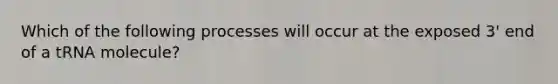 Which of the following processes will occur at the exposed 3' end of a tRNA molecule?