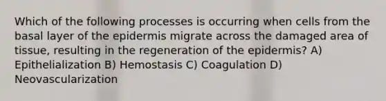 Which of the following processes is occurring when cells from the basal layer of <a href='https://www.questionai.com/knowledge/kBFgQMpq6s-the-epidermis' class='anchor-knowledge'>the epidermis</a> migrate across the damaged area of tissue, resulting in the regeneration of the epidermis? A) Epithelialization B) Hemostasis C) Coagulation D) Neovascularization