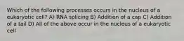 Which of the following processes occurs in the nucleus of a eukaryotic cell? A) RNA splicing B) Addition of a cap C) Addition of a tail D) All of the above occur in the nucleus of a eukaryotic cell